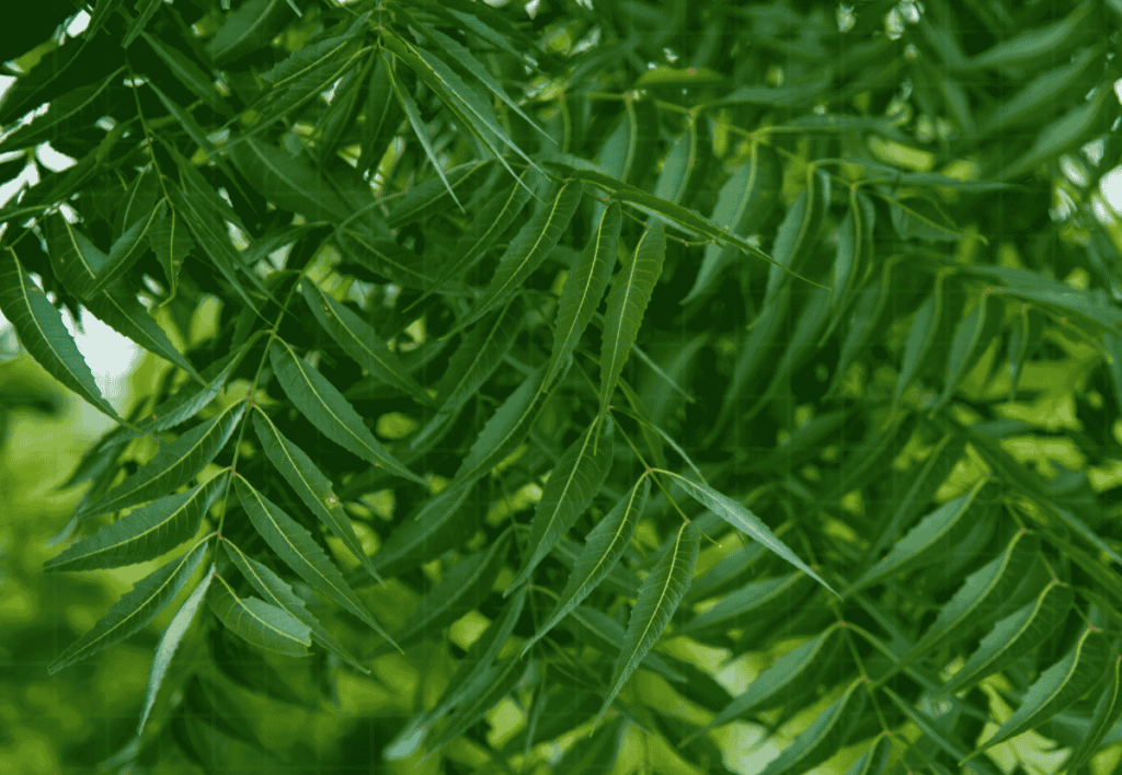 Óleo de neem para cochonilhas