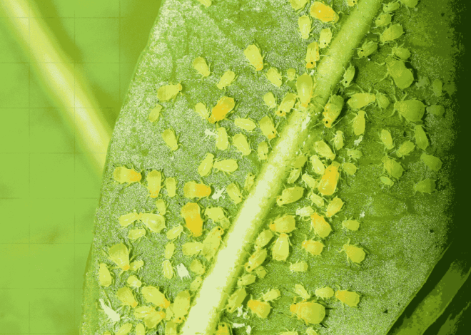 Como Acabar com Pulgões nas Plantas: 7 Métodos Que Funcionam