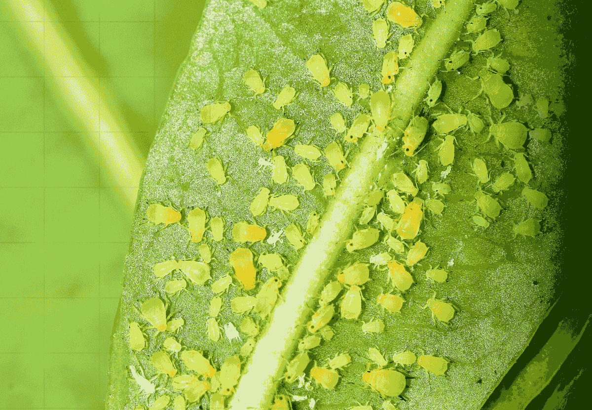 Como Acabar com Pulgões nas Plantas: 7 Métodos Que Funcionam